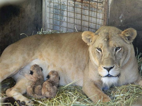 Darling Downs Zoo - Accommodation Melbourne 2