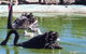 Darling Downs Zoo - thumb 3