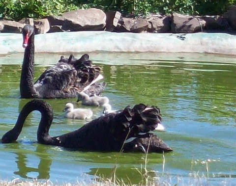 Darling Downs Zoo - Accommodation Melbourne 3