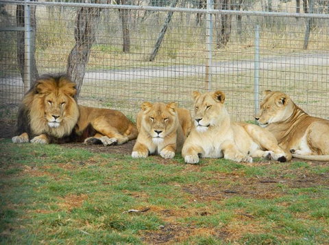 Darling Downs Zoo - Accommodation Melbourne 4