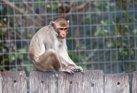 Darling Downs Zoo - Accommodation Melbourne 5