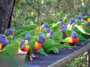 Gorge Wildlife Park - Accommodation Melbourne 4