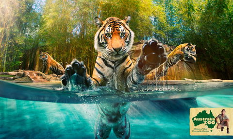 Australia Zoo - Accommodation Melbourne 9