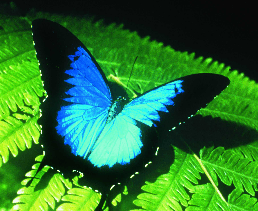 Australian Butterfly Sanctuary - Accommodation Melbourne