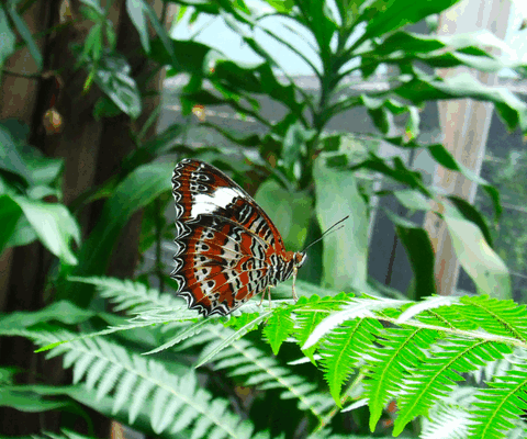 Australian Butterfly Sanctuary - Accommodation Melbourne 1