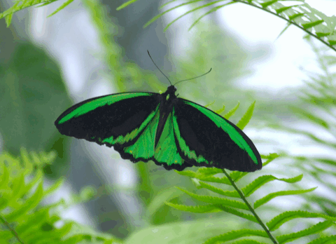 Australian Butterfly Sanctuary - Accommodation Melbourne 2