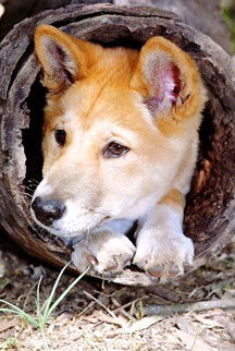 Currumbin Wildlife Sanctuary - Accommodation Melbourne 6