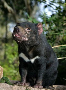 Currumbin Wildlife Sanctuary - Accommodation Melbourne 7