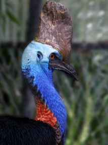 Currumbin Wildlife Sanctuary - Accommodation Melbourne 8