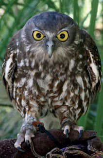Currumbin Wildlife Sanctuary - Accommodation Melbourne 9