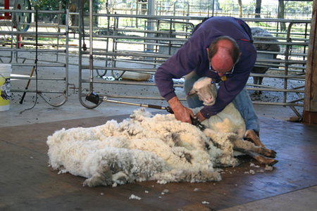 Caversham Wildlife Park - Accommodation Melbourne 3