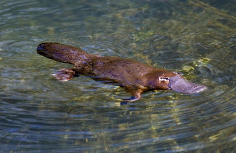 David Fleay Wildlife Park - Accommodation Melbourne 4