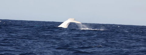 Australian Whale Watching - Accommodation Melbourne 0