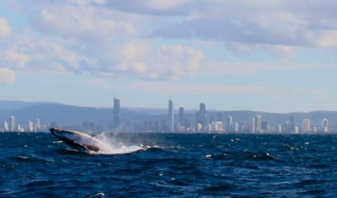 Australian Whale Watching - Accommodation Melbourne 1