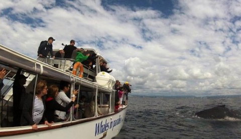 Australian Whale Watching - Accommodation Melbourne 2