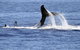 Australian Whale Watching - thumb 3