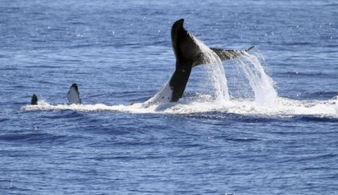 Australian Whale Watching - Accommodation Melbourne 3