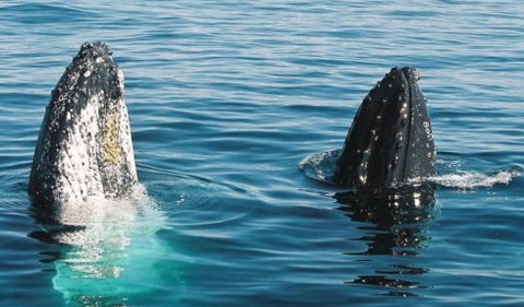 Australian Whale Watching - Accommodation Melbourne 4