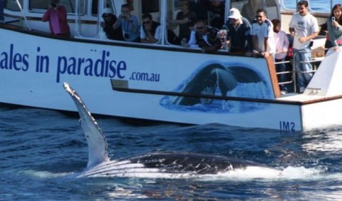 Australian Whale Watching - Accommodation Melbourne 5