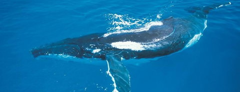 Australian Whale Watching - Accommodation Melbourne 6