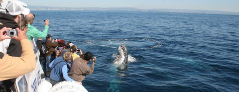 Australian Whale Watching - Accommodation Melbourne 7