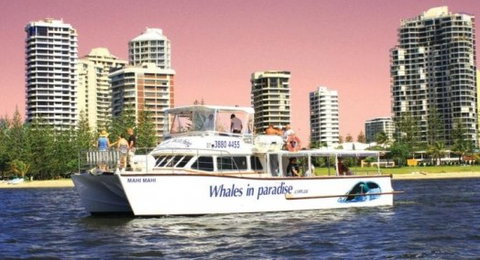 Australian Whale Watching - Accommodation Melbourne 8