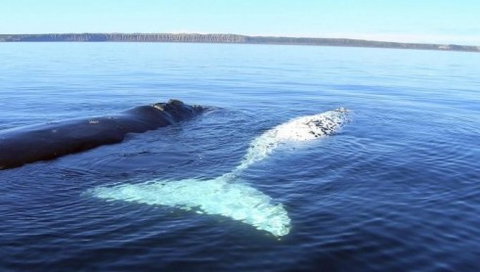 Australian Whale Watching - Accommodation Melbourne 9