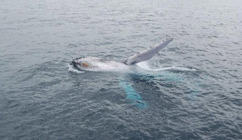 Australian Whale Watching - Accommodation Melbourne 10
