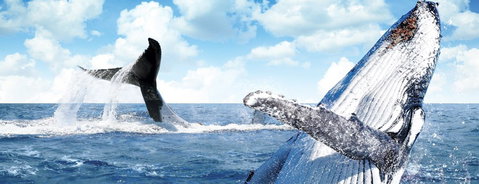 Australian Whale Watching - Accommodation Melbourne 11