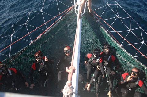 Dolphin Swim Australia - Accommodation Melbourne 4