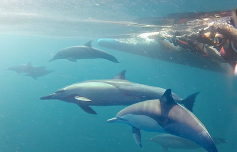 Dolphin Swim Australia - Accommodation Melbourne 5