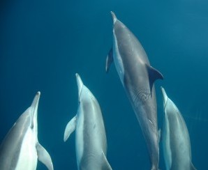 Dolphin Swim Australia - Accommodation Melbourne 6