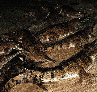 Cairns Night Zoo - Accommodation Melbourne 3