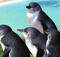 Rockingham Wild Encounters - Accommodation Melbourne