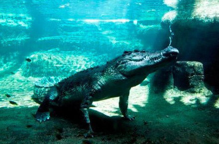 WILD LIFE Sydney Zoo - Accommodation Melbourne 0