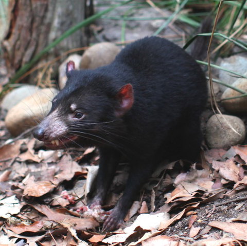 WILD LIFE Sydney Zoo - Accommodation Melbourne 5