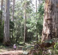 Warren River Loop Walk - Accommodation Melbourne