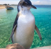 Penguin Island - Accommodation Melbourne