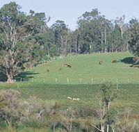 Scenic Drives - Bunbury Collie Donnybrook - Accommodation Melbourne