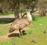 Minlaton Fauna Park - Accommodation Melbourne