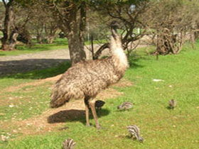 Minlaton Fauna Park - Accommodation Melbourne 0
