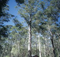 Diamond Tree Lookout Manjimup - Accommodation Melbourne