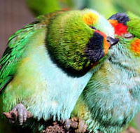 Rainbow Jungle - The Australian Parrot Breeding Centre - Accommodation Melbourne