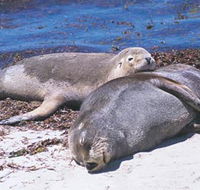 Carnac Island - Accommodation Melbourne