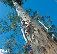 Dave Evans Bicentennial Tree - Accommodation Melbourne