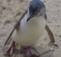 Penguin Island Boardwalks and Walk Trail - Accommodation Melbourne
