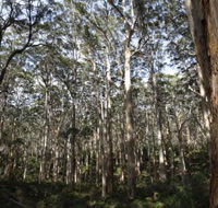 Boranup Karri Forest - Accommodation Melbourne
