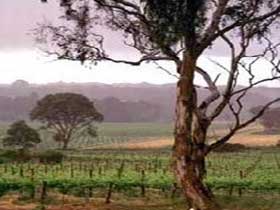 Yangarra Estate Vineyard - Accommodation Melbourne 0