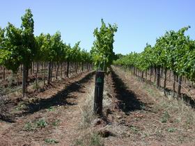 Temple Bruer Winery - Accommodation Melbourne 0