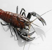 Andermel Marron - Accommodation Melbourne